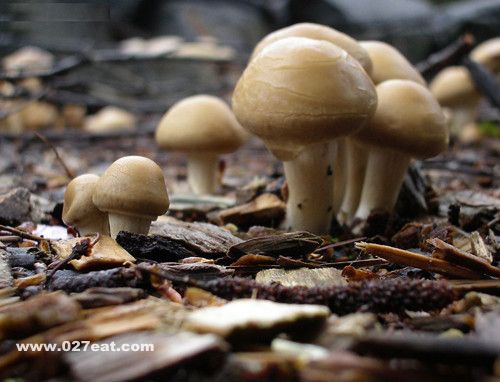 Ģ����Ӫ����ֵ www.027eat.com