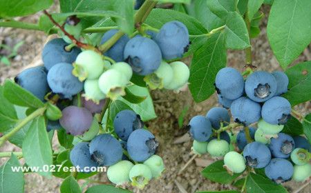 ��ݮ��Ӫ����ֵ www.027eat.com