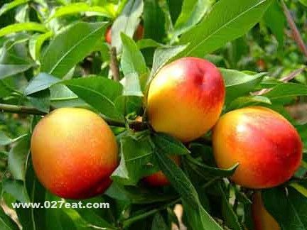 ���ҵ�Ӫ����ֵ www.027eat.com