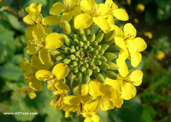 �Ͳ˵�Ӫ����ֵ www.027eat.com