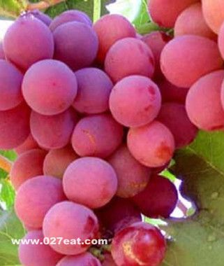 �����Ӫ����ֵ www.027eat.com