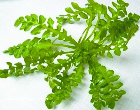 ���˵�Ӫ����ֵ www.027eat.com