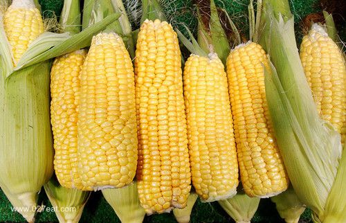 �������˰���10����ʳ www.027eat.com