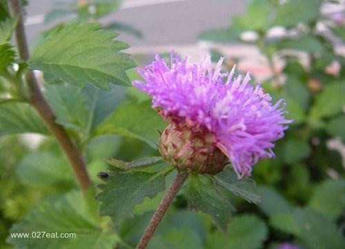 ����������ʲô ����������ƫ�� www.027eat.com