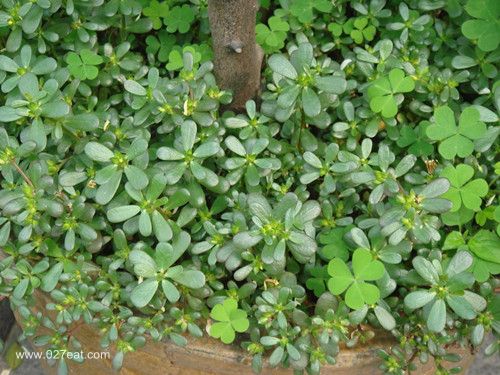 5��Сƫ����Ч���ι��Ĳ� www.027eat.com