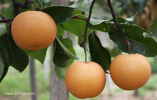 ��ǻ�����ʲô�� ���ʳ�Ʒ�������� www.027eat.com