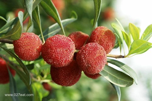 �̵�ǰ�����׵�ʳ��ƫ�� www.027eat.com