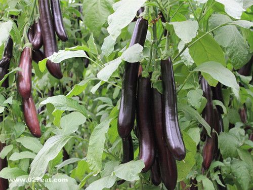 �и���ʳ���� ǧ����3�ֲ� www.027eat.com