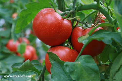 ��Ѫѹ����Ӧ������ע����ʳ�ȽϺ� www.027eat.com