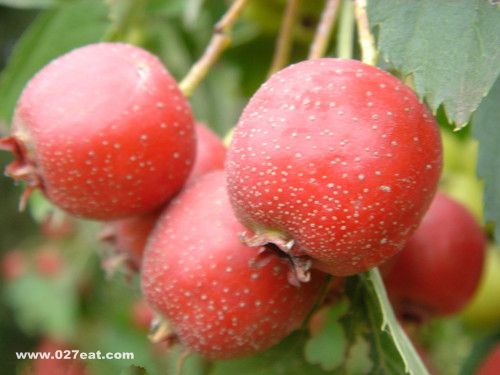 ���գ������壢��ʳ�����Ľ��� www.027eat.com