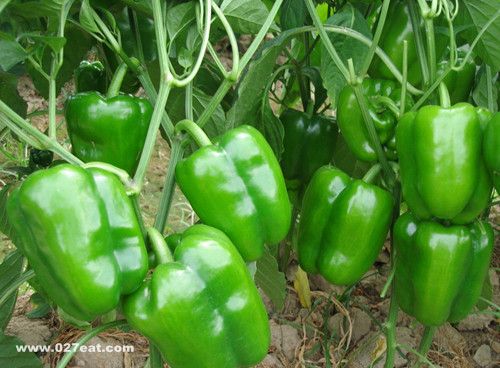 ����ʯ��ʳ4��Ҫ�������� www.027eat.com