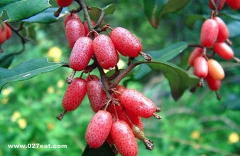 ��Ѫѹ��ʳ ��Ѫѹ�ܳԽ�ӣ���� www.027eat.com