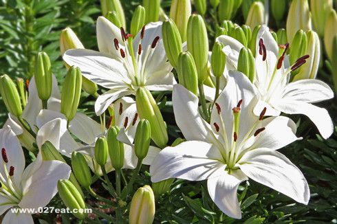 ������ʳ�����ļ�Ʒ www.027eat.com