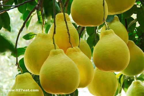 �����ӿɽ���Ѫ�� ���ӶԽ��������ĺô� www.027eat.com