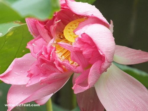 ��������������ӵĺû� www.027eat.com