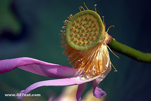 �����������������Ӽ�Ʒ www.027eat.com