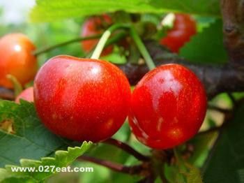 ӣ�ҵ�Ӫ����ֵ��ʳ�� www.027eat.com