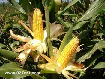 ���׵���ֲ���� www.027eat.com