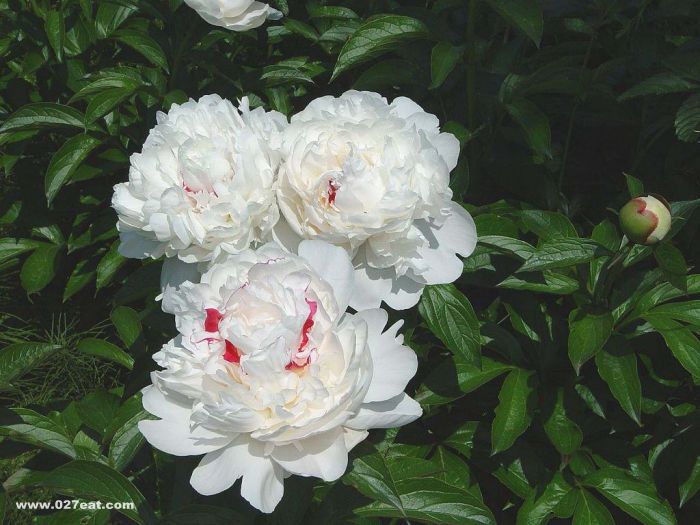 ���ֵĹ�Ч������ www.027eat.com