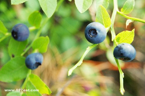 ����ݮ�ĺô� ��ֹ����ƣ��ǿ������ www.027eat.com