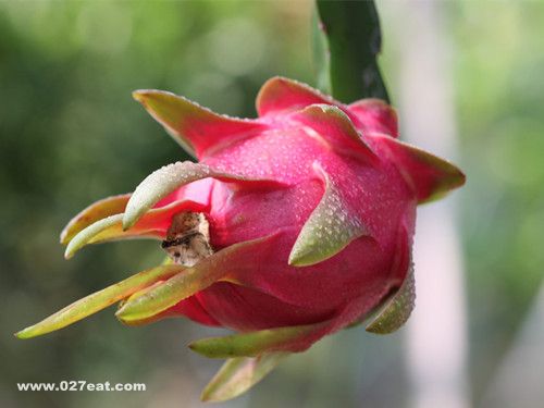 �����������Ի������Ե��� www.027eat.com