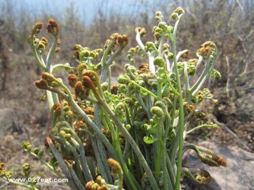 ާ������Щҩ������ ާ�˵���Ӧ��Ⱥ www.027eat.com