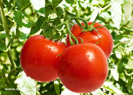 ��������������߲� www.027eat.com