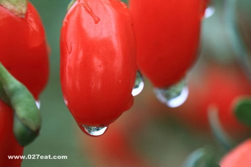 ����ӳ���������׳�� www.027eat.com