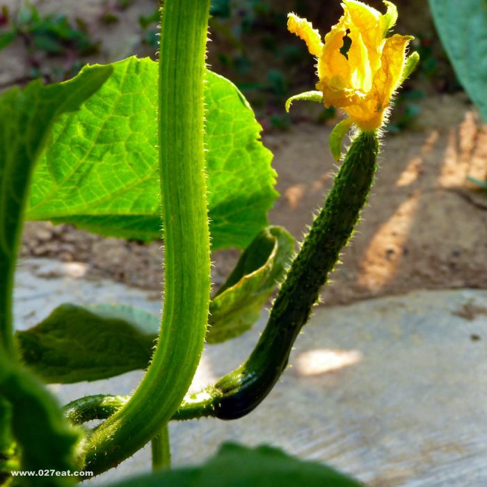 ��α��ƹϵĴ���? www.027eat.com