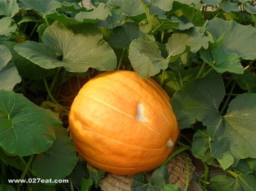 �Ϲ���Ĵ�ѧ�� �Ϲ�Ӫ��֪���� www.027eat.com