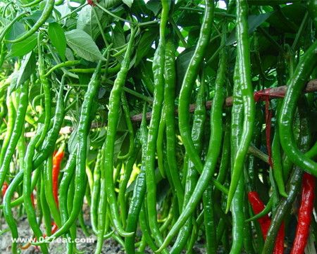 �����ĺô�����Щ ��Щ���˲��˳��� www.027eat.com