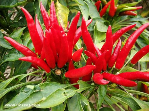 �����ĺô�����Щ ��Щ���˲��˳��� www.027eat.com