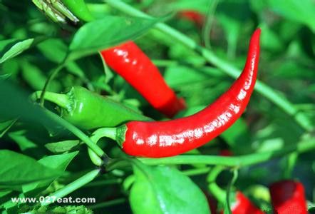 �����ĺô�����Щ ��Щ���˲��˳��� www.027eat.com