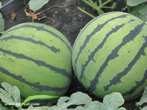 ���������Ի������Ե��� www.027eat.com