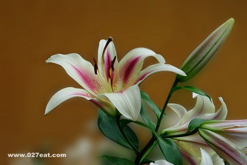 �ٺϵĹ�Ч������ʳ�Ʒ��� www.027eat.com