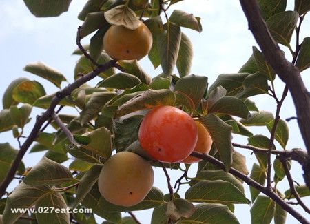 ����Ҷ��ʲô��Ч������ www.027eat.com