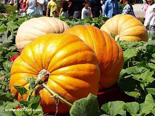 �Ϲϳ�̫���������� www.027eat.com