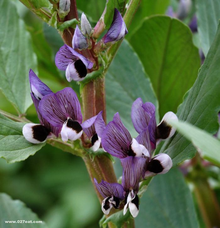 �϶�����ҩ�ø��� www.027eat.com