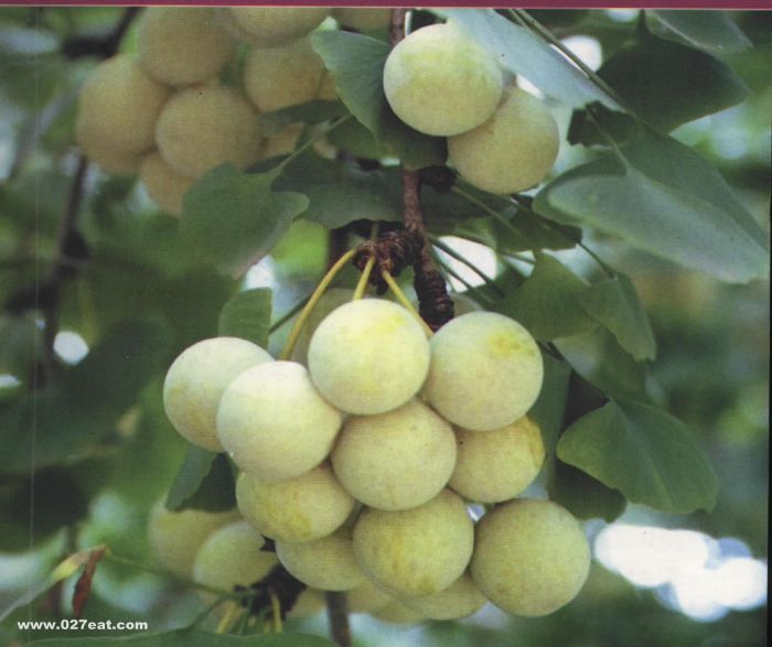 �׹�����ƽ�� ��Чƽ���ν�� www.027eat.com