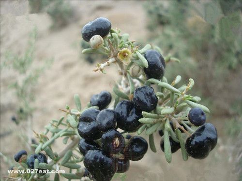 �ڹ���轻�ɫ�ն������Σ�� www.027eat.com