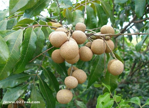 ��ȷ�Թ�Բ���㿹˥�� www.027eat.com