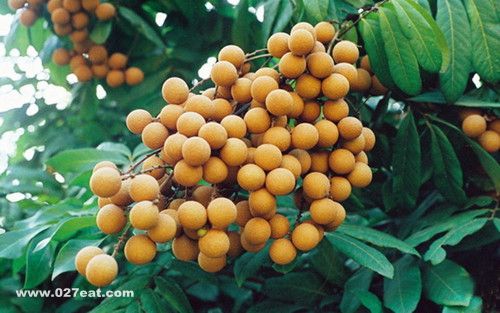 ��ȷ�Թ�Բ���㿹˥�� www.027eat.com