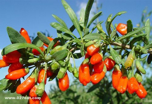 枸杞吃不对有三大危害 www.027eat.com