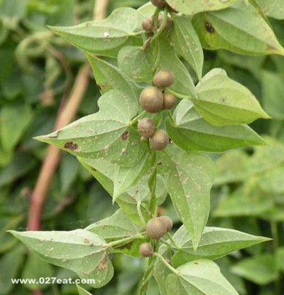 ɽҩ���ĳԷ���ȫ ɽҩ��5�ֳԷ� www.027eat.com