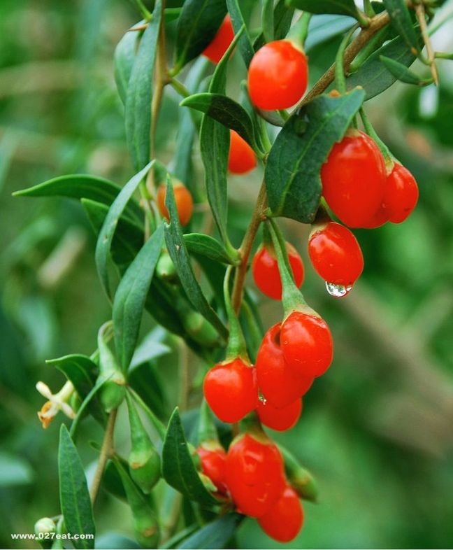 ��轵Ĺ�Ч�����ü�ʳ�÷��� www.027eat.com