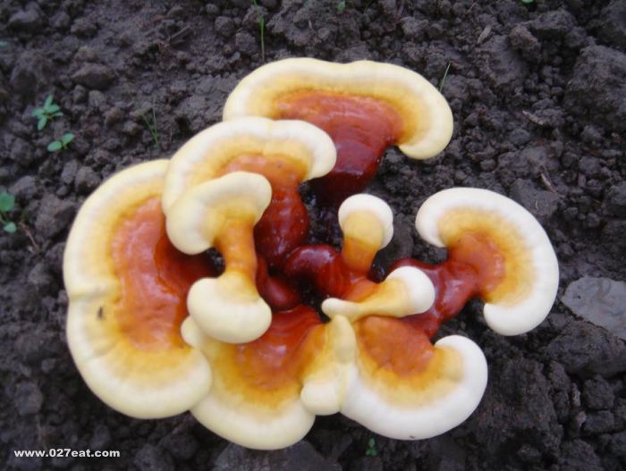 ��֥�Ĺ�Ч������ www.027eat.com