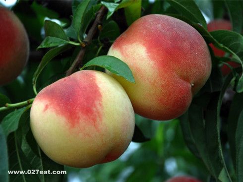 ��Щ�˲��ܳ����� ������Ҫ�ٳ����� www.027eat.com