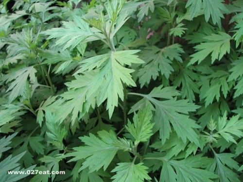 ��Ҷ�Ĺ�Ч������ www.027eat.com