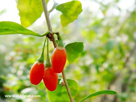 �������Щ�����ã������Ҫע��ʲô�� www.027eat.com