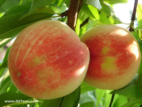 һ�����ӵ��������� www.027eat.com